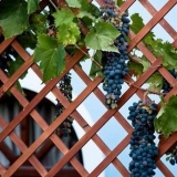 Kako vezati grožđe